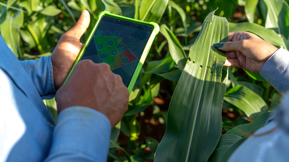 Ferramentas digitais como Cropwise protector ajudam no manejo integrado de pragas