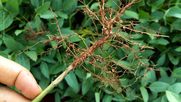 nematoide - análise nematológica