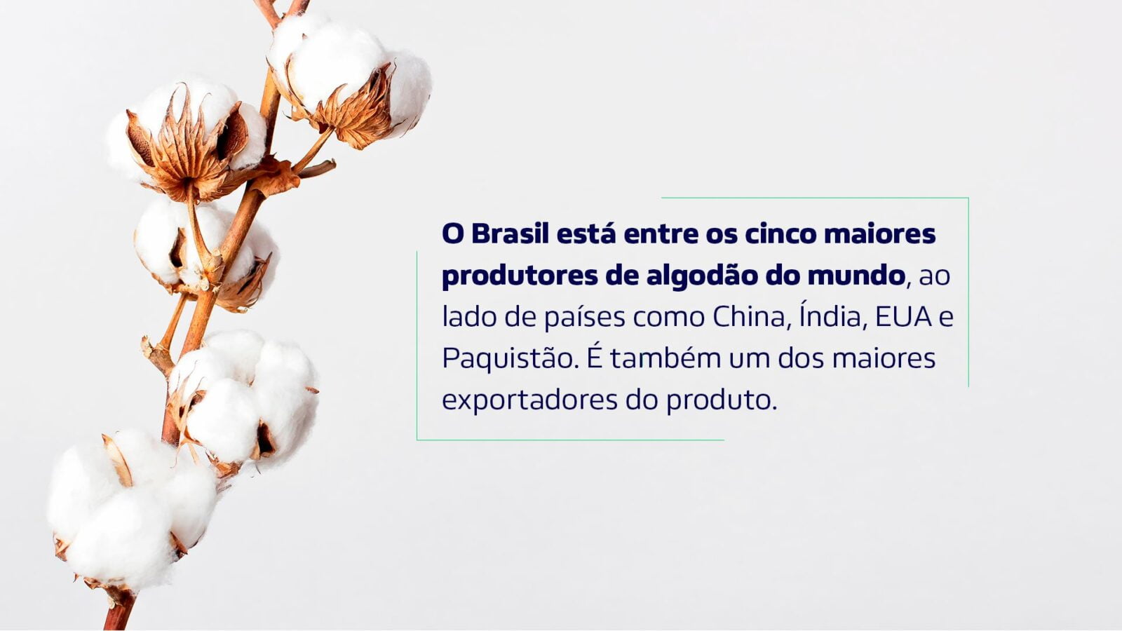 Imagem explica que o Brasil é um dos maiores produtores do mundo