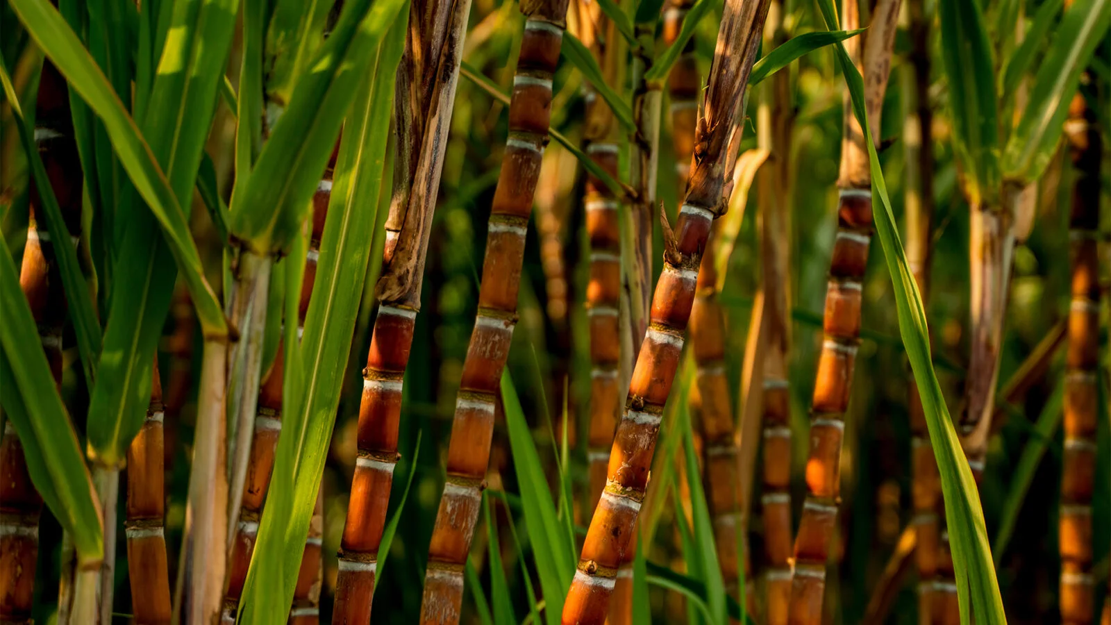 Plantação de cana de açúcar