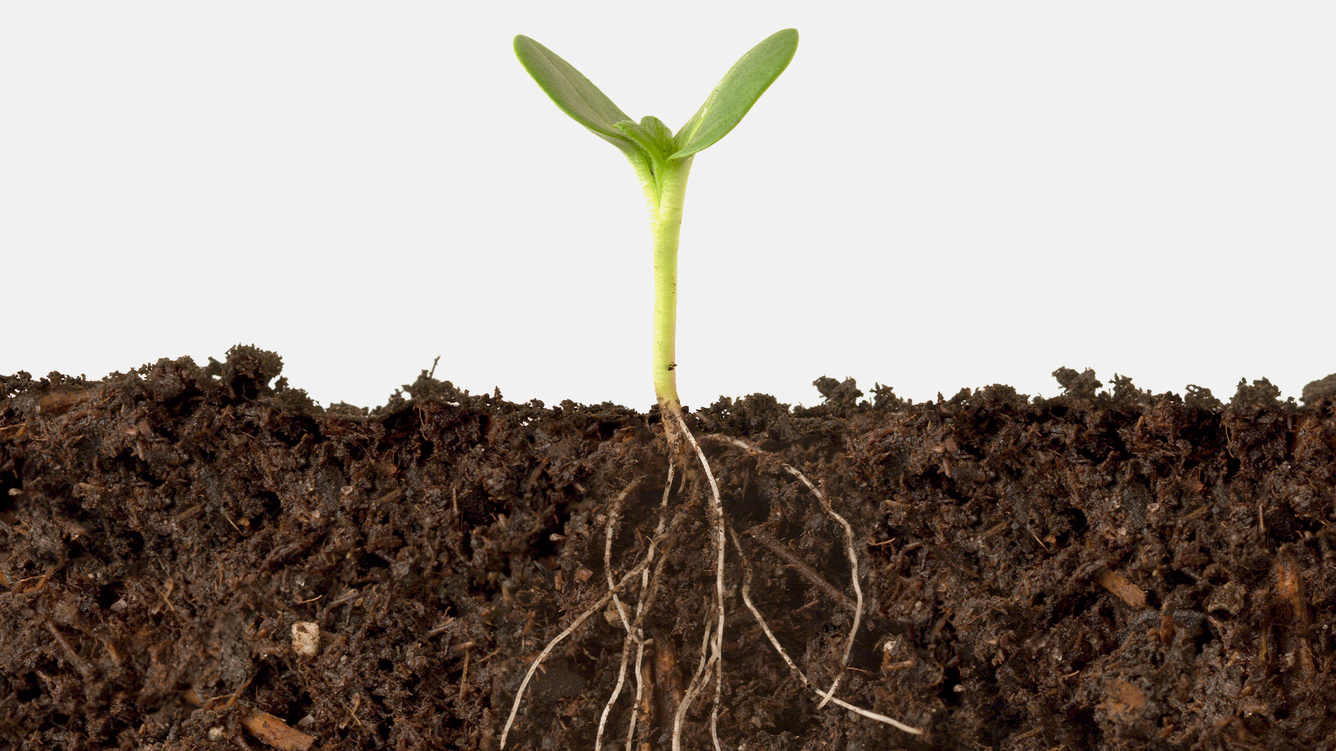 Корни растений в земле. Корни растений в почве. Корневая система в почве. Здоровые корни растений.