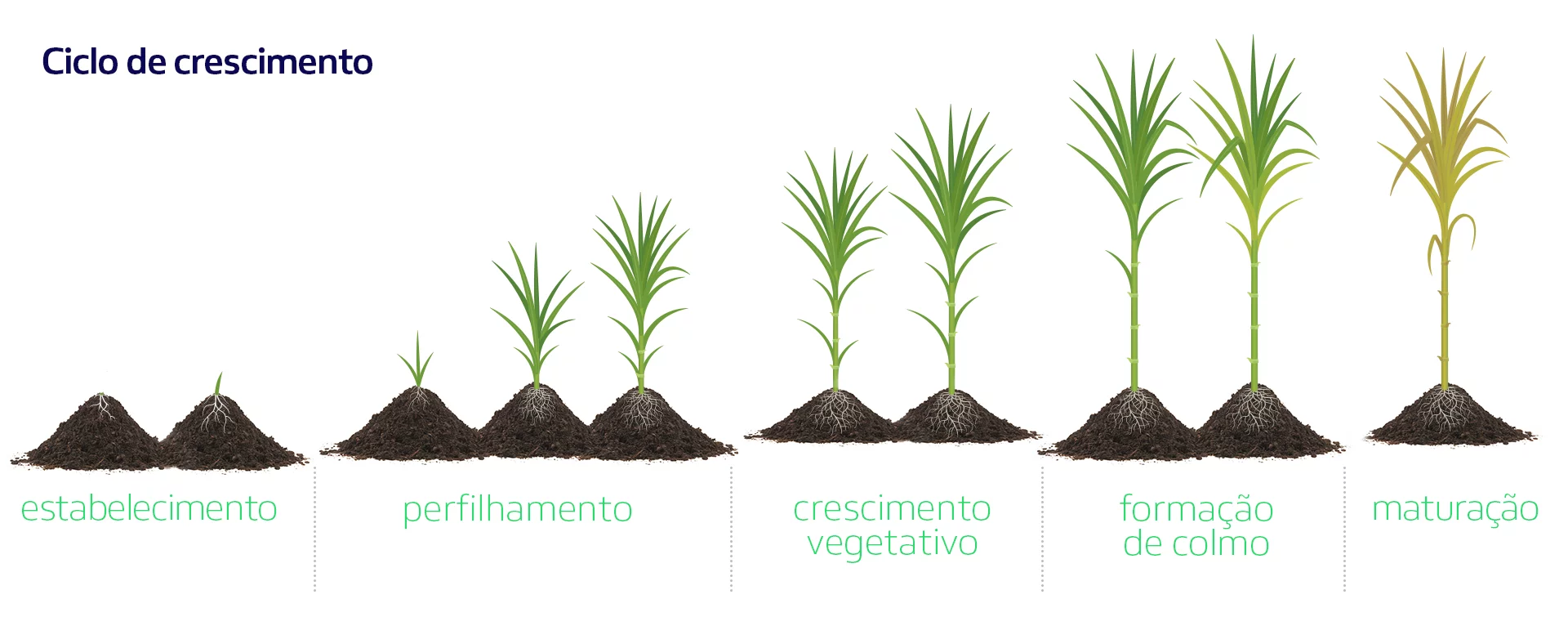 fases de crescimento da cana de açúcar