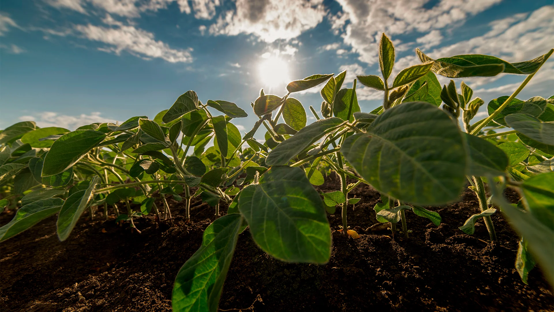 Plantação de soja com vista para o céu