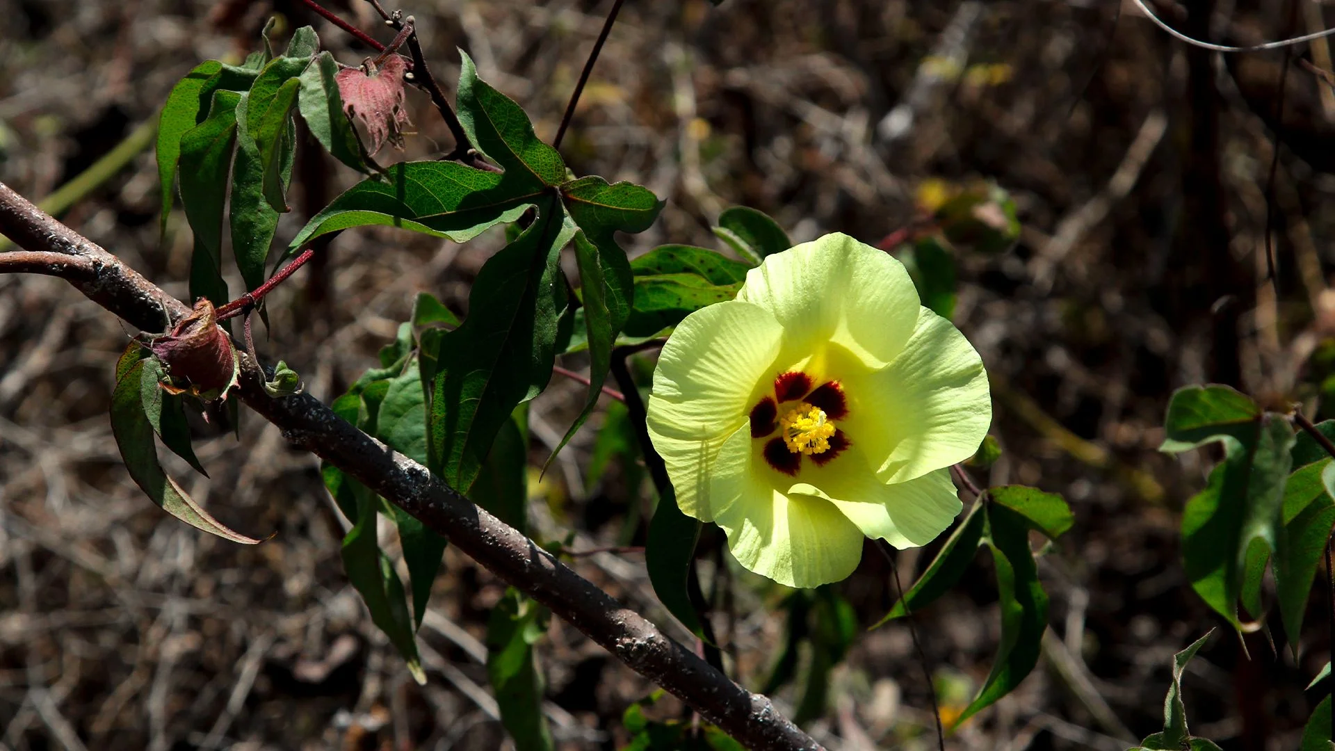 Flor de hibisco na terra