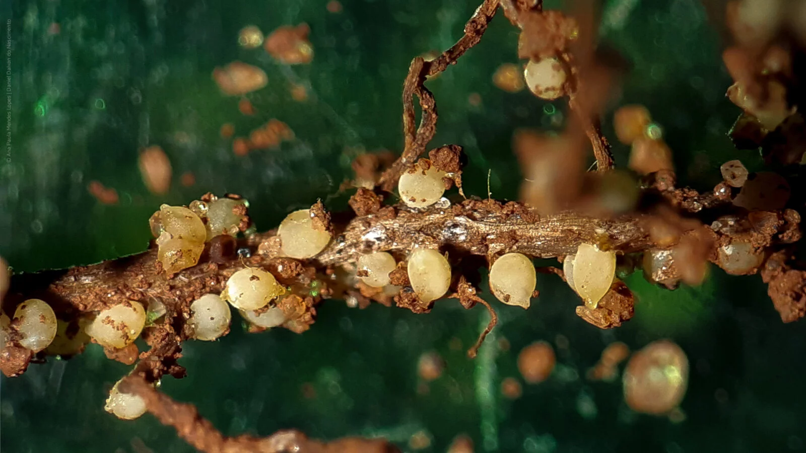 Raiz de planta infestada pelo nematoide cisto