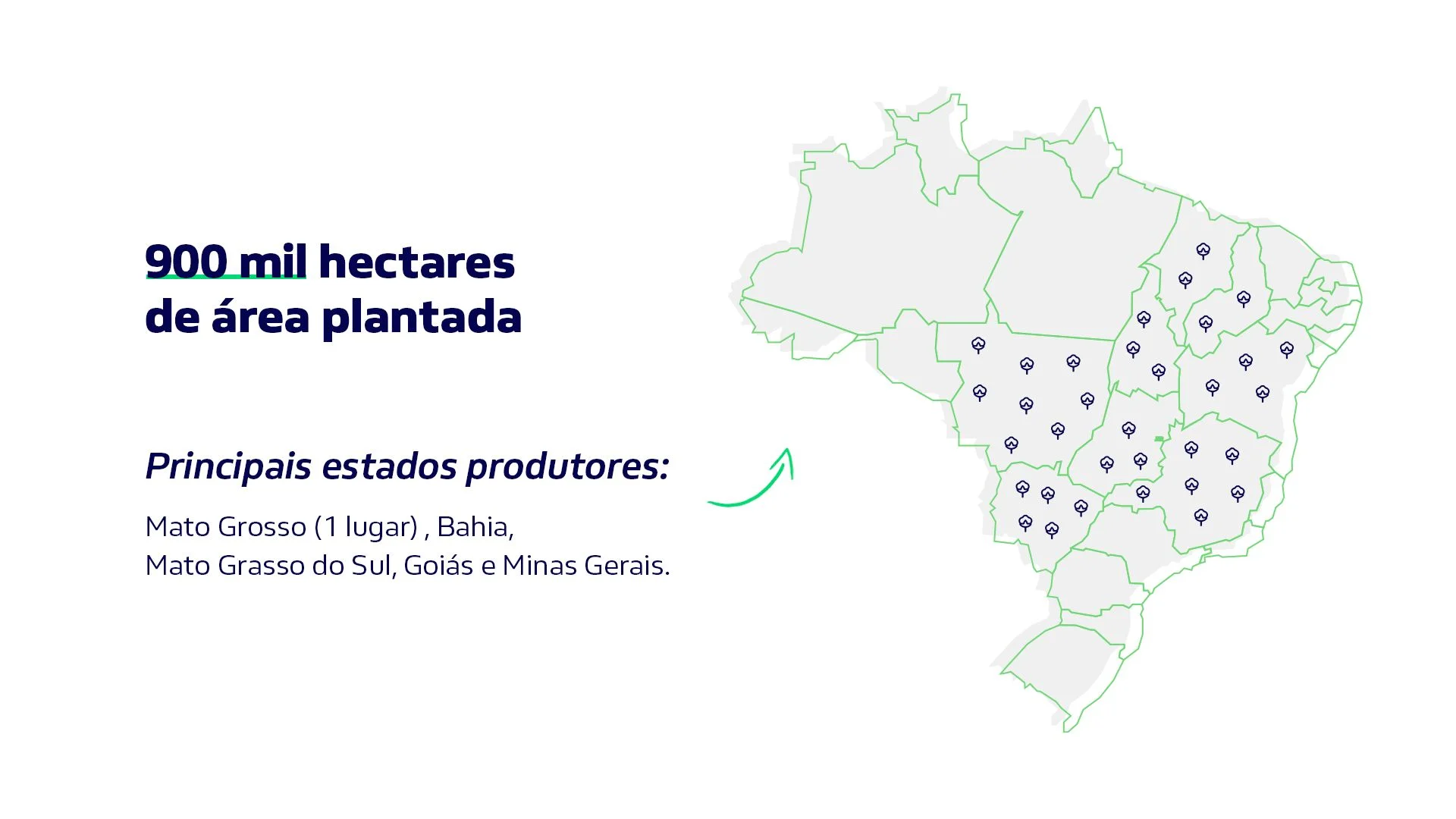 Mapa do Brasil mostrando a concentração de produção do algodão