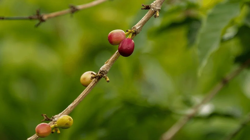 Planta de café