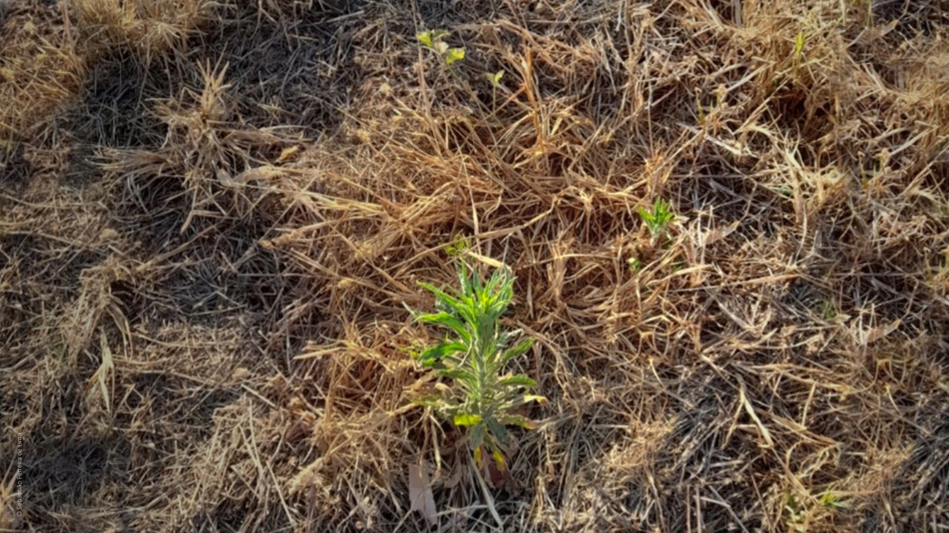 Planta daninha buva na terra