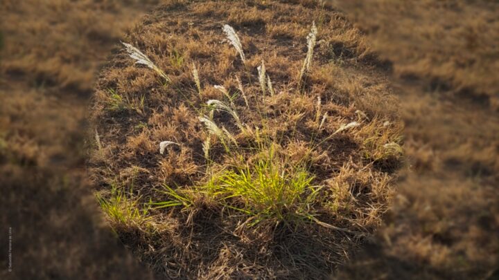 Capim amargosos em jornadas de daninhas na terra