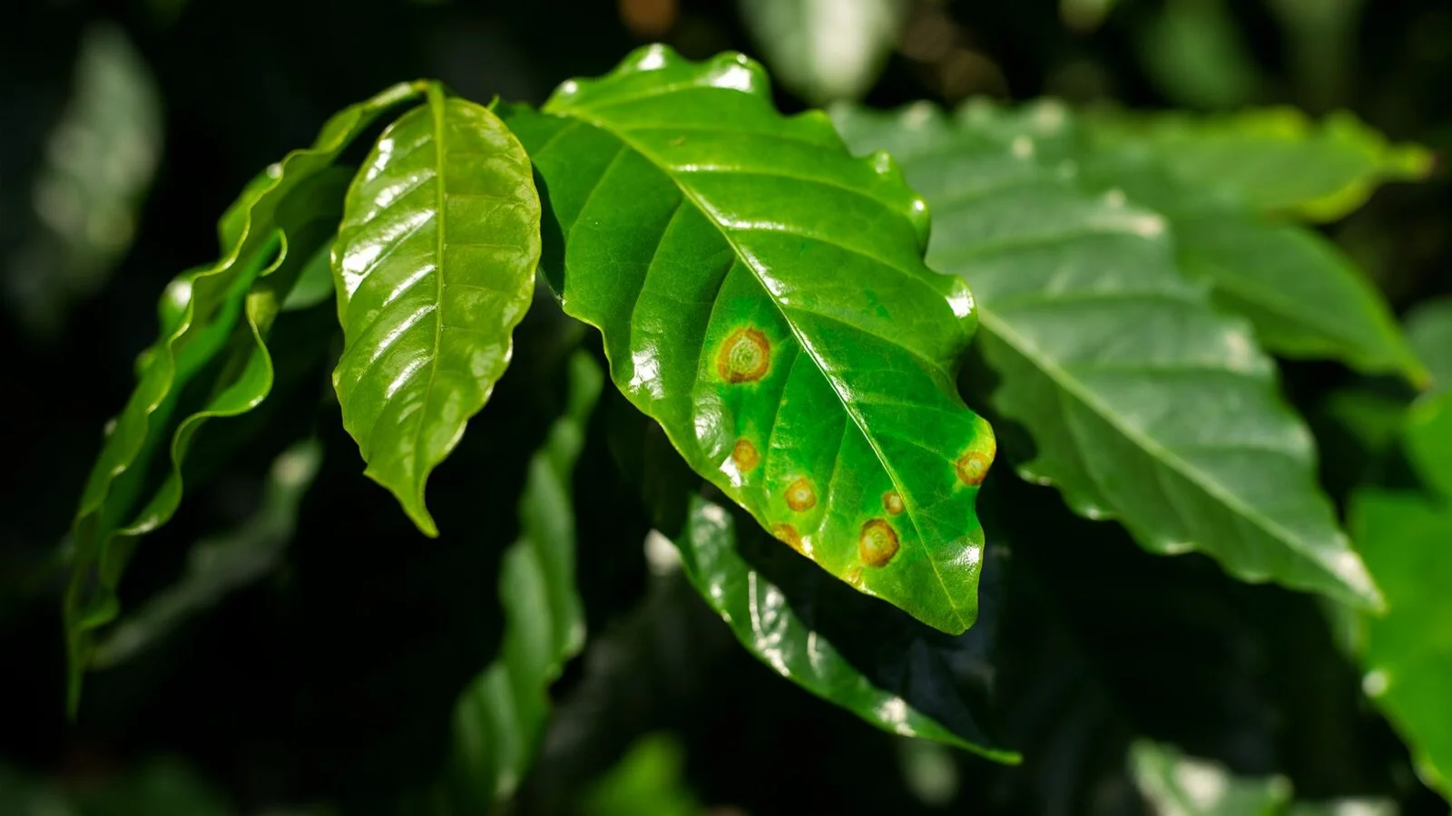 cercosporiose café