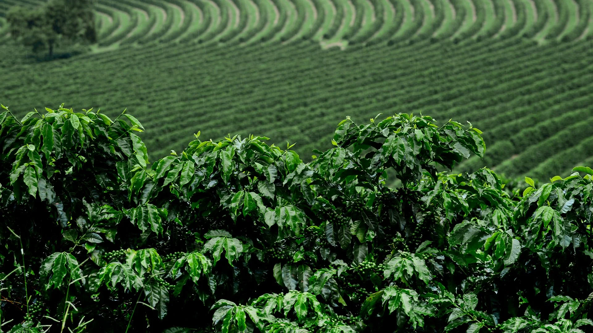 Folha do café na fazenda