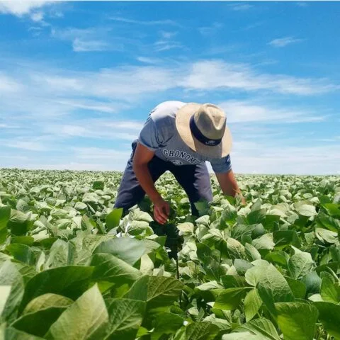 Homem agrônomo na lavoura de soja