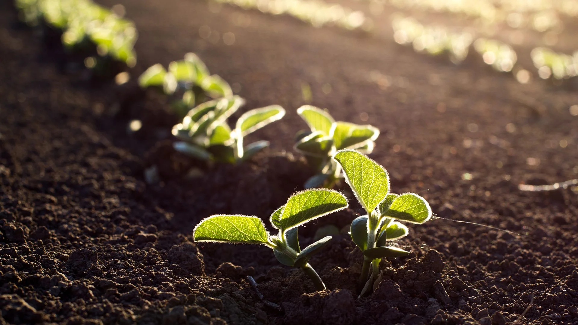 Cultivo de  soja no solo arenoso