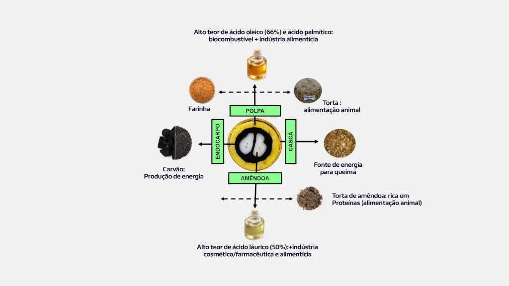 Diferentes tipos de uso da macaúba