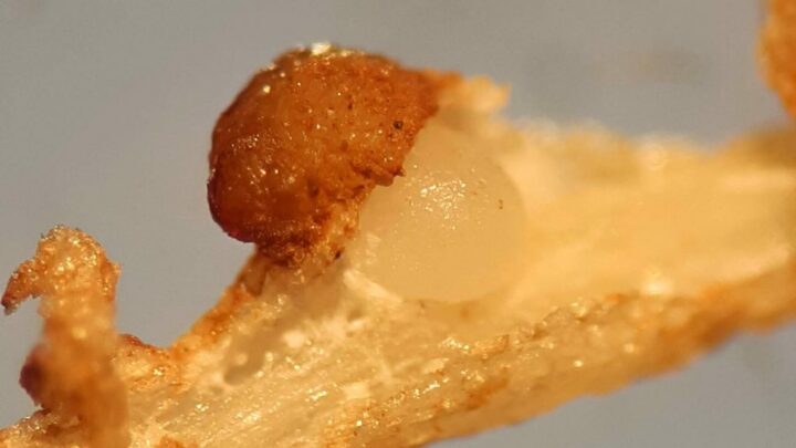 Fêmea de nematoide de galha e massa de ovos.