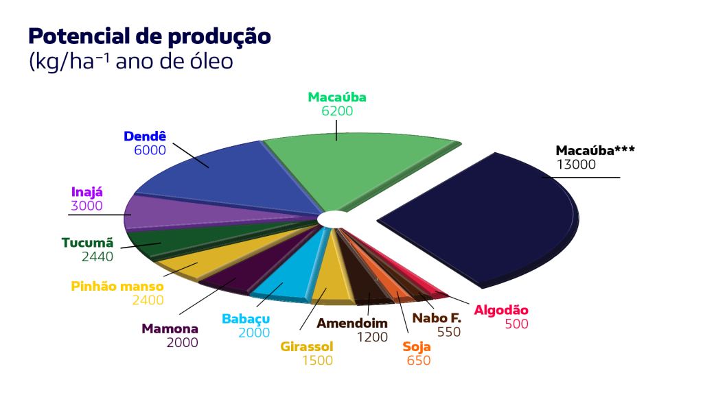 Potencial de produção das principais oleaginosas. A macaúba tem produtividade semelhante a palma africana (dendê). 