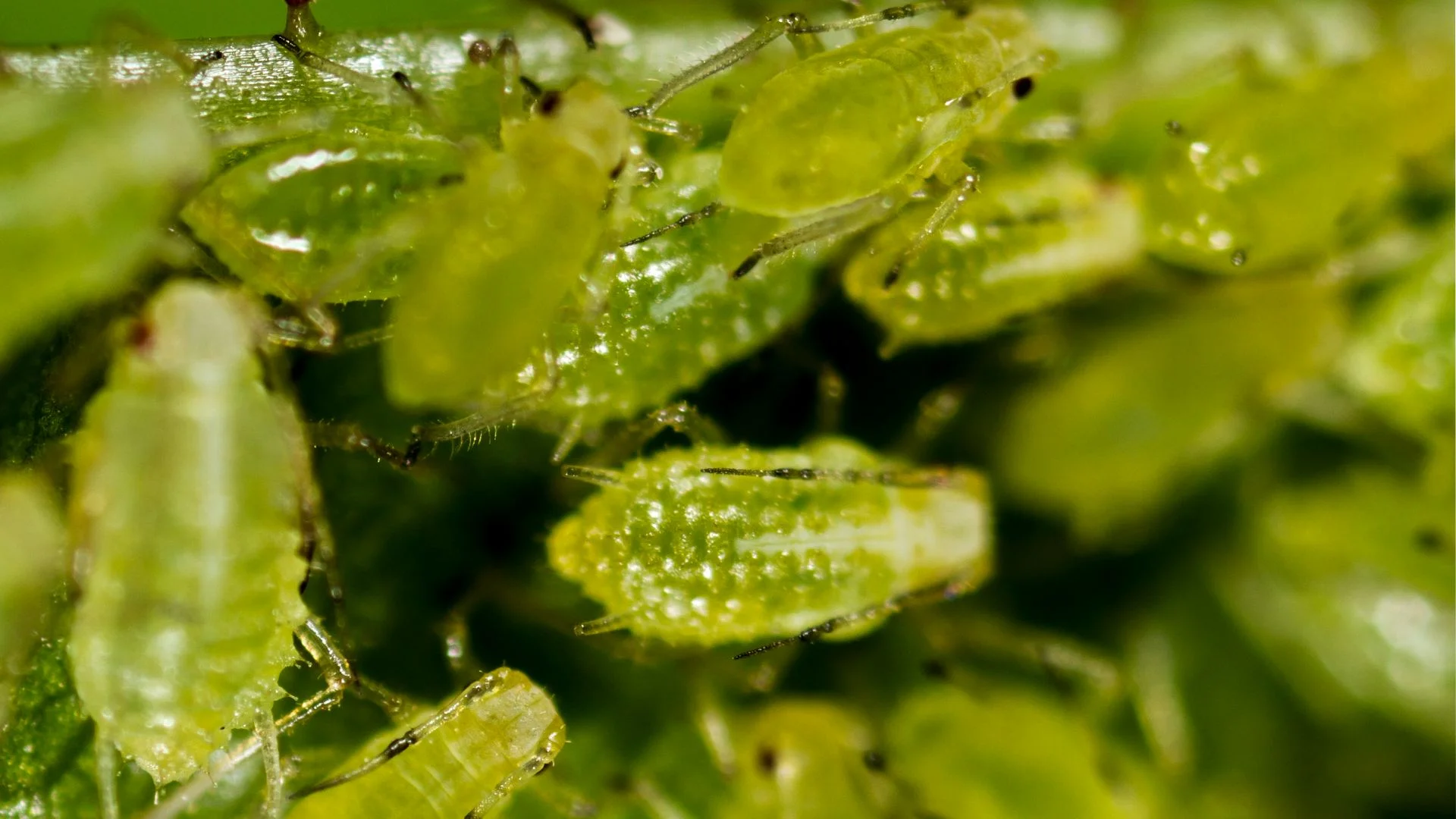 Pulgão verde dos cereais na plantação