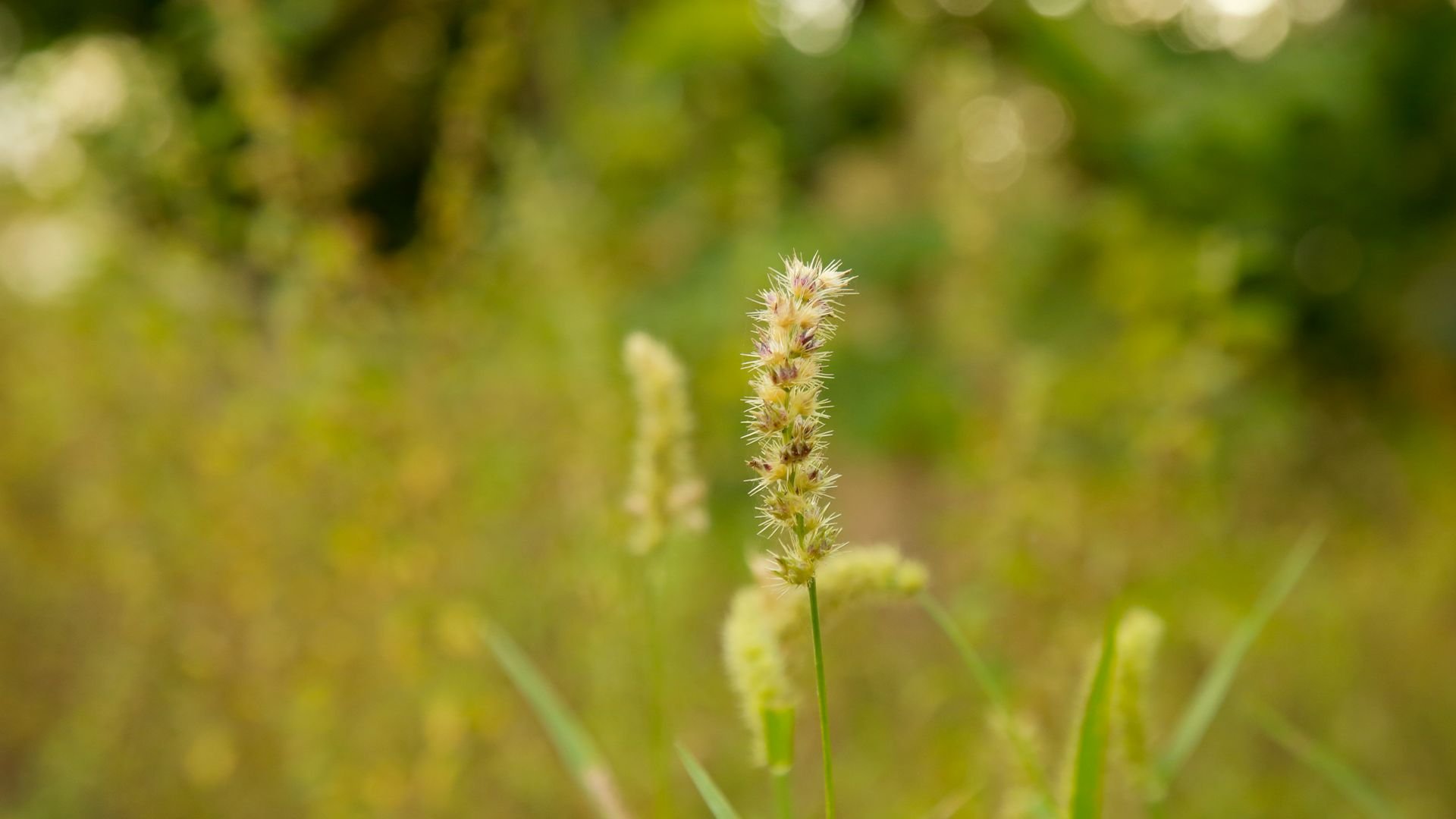 Carrapicho planta