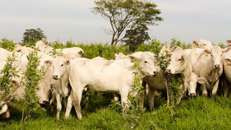 Guando Benefícios do feijão guandu, como usá-lo e mais! | Syngenta Digital