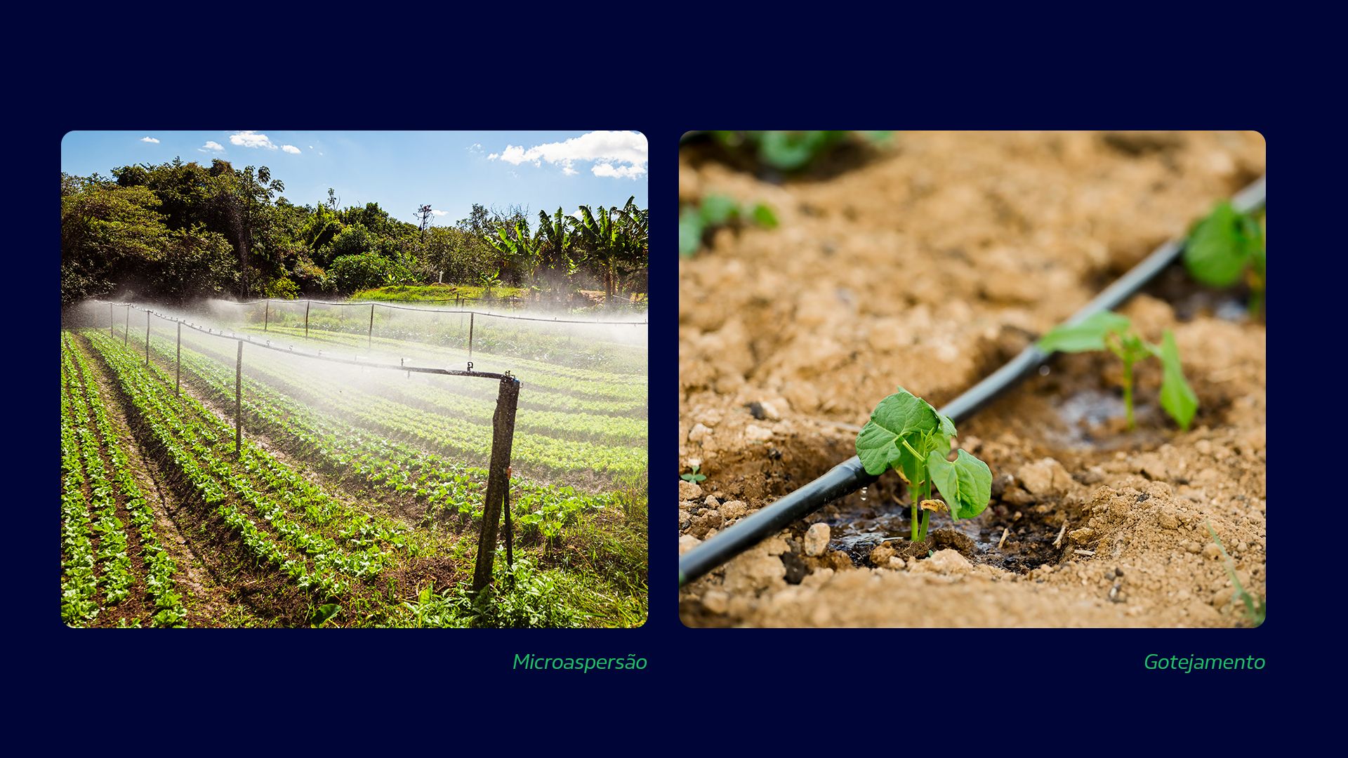 Irrigação por microasperção e gotejamento