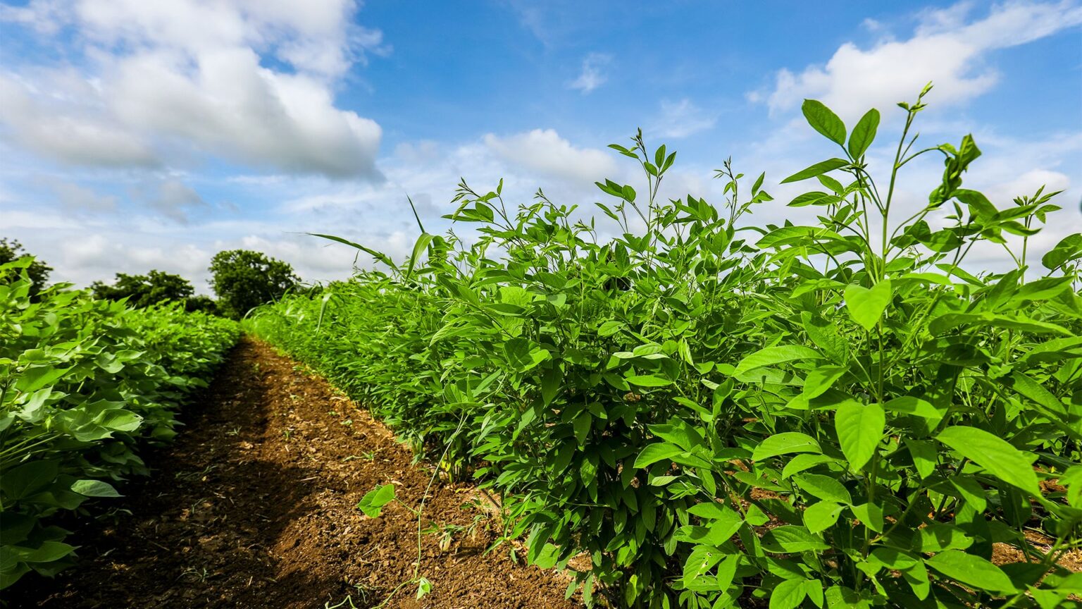 Guando Benefícios do feijão guandu, como usá-lo e mais! | Syngenta Digital