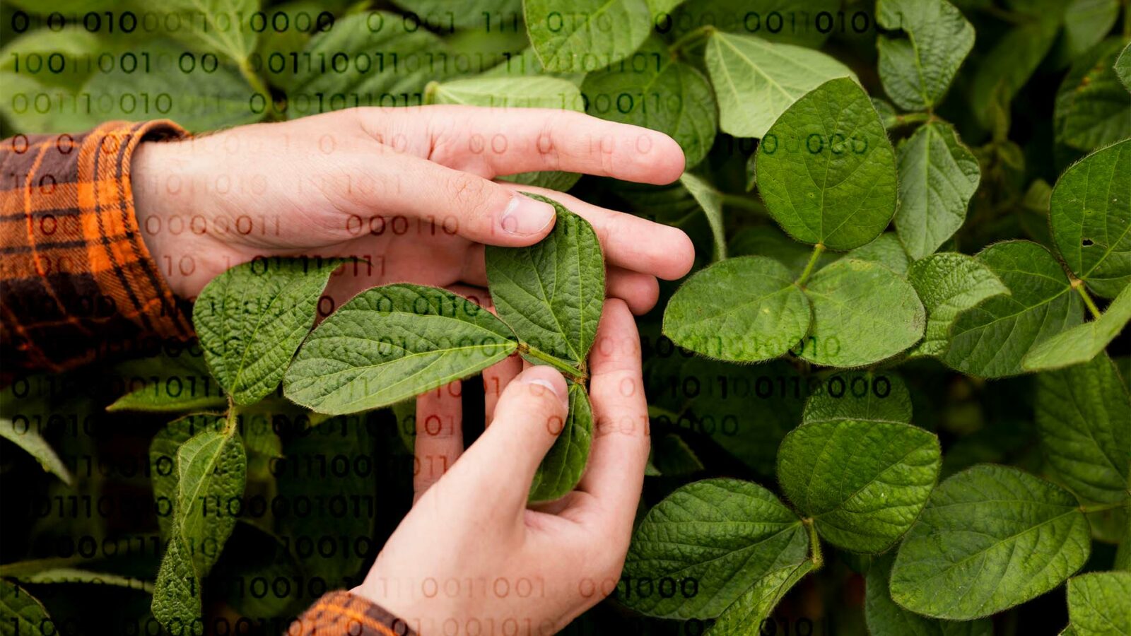 mão pegando na planta com fundo de código binário