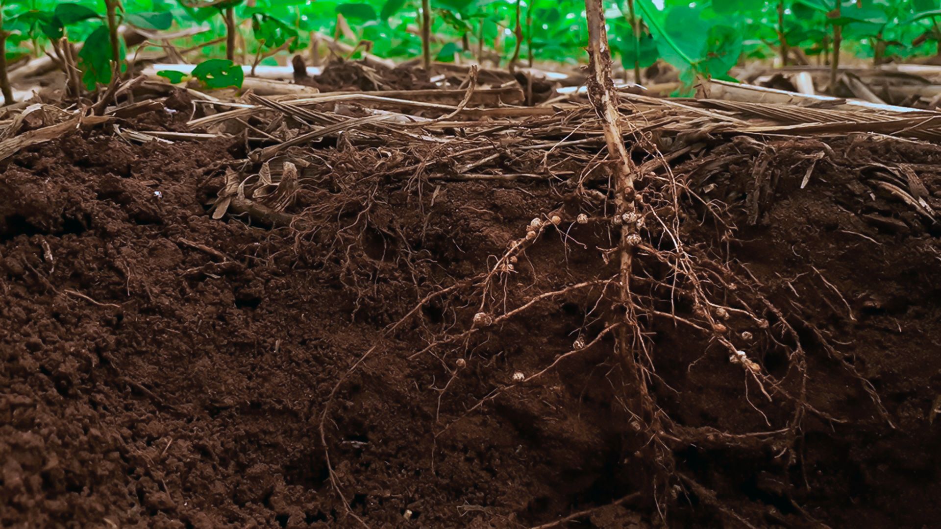 Punhado de terra com raiz impregnada de nematoide