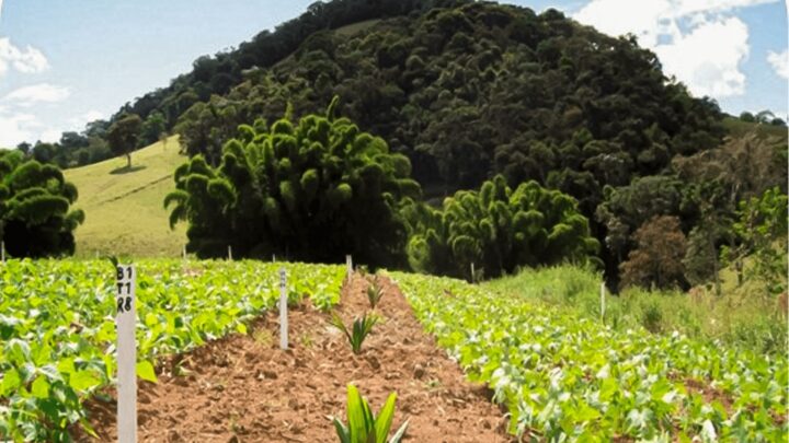 Consórcio de macaúba e paisagem verde ao fundo
