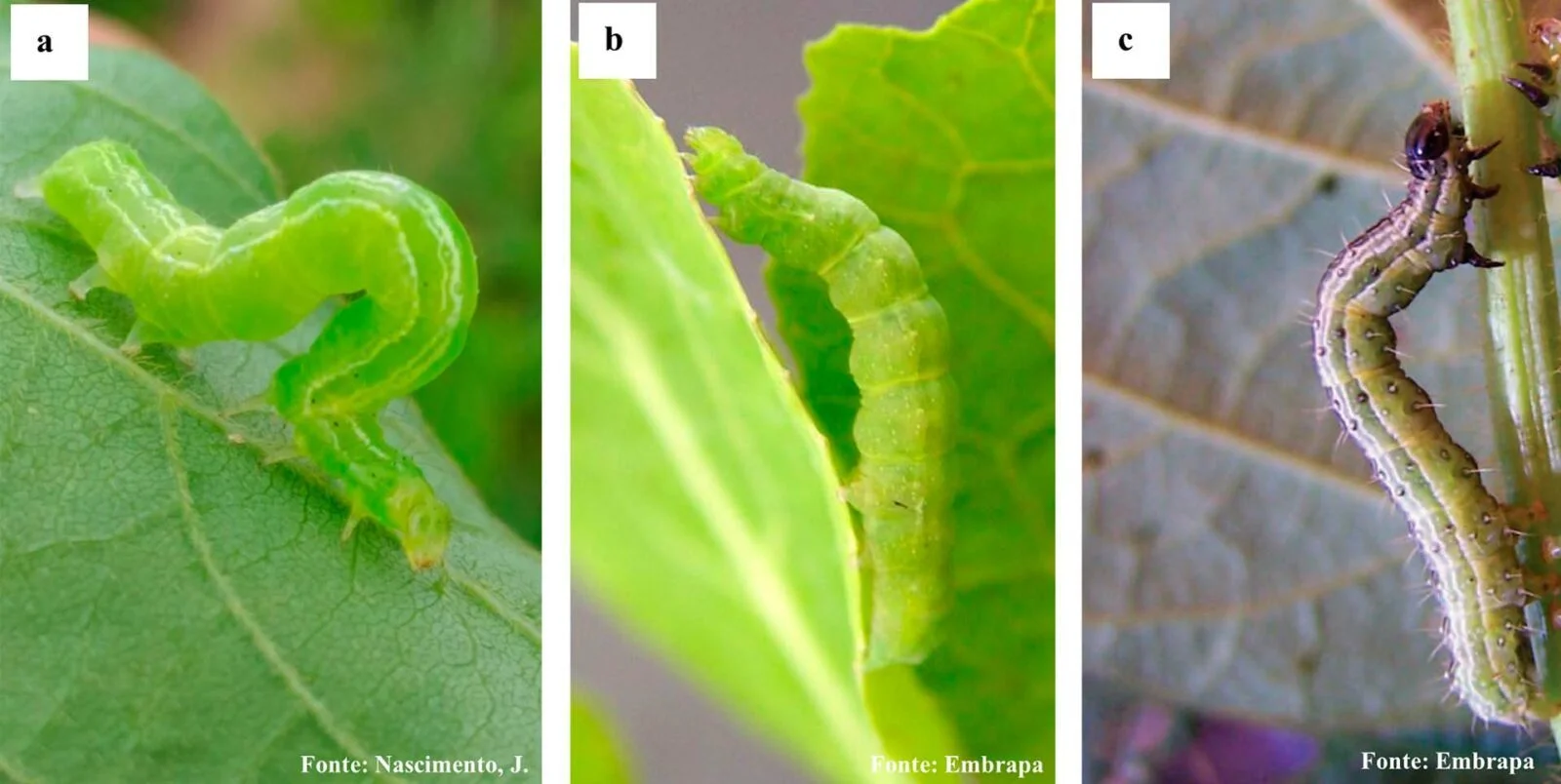 Espécies de lagartas, sendo Chrysodeixis includens, Trichoplusia ni e Rachiplusia nu 