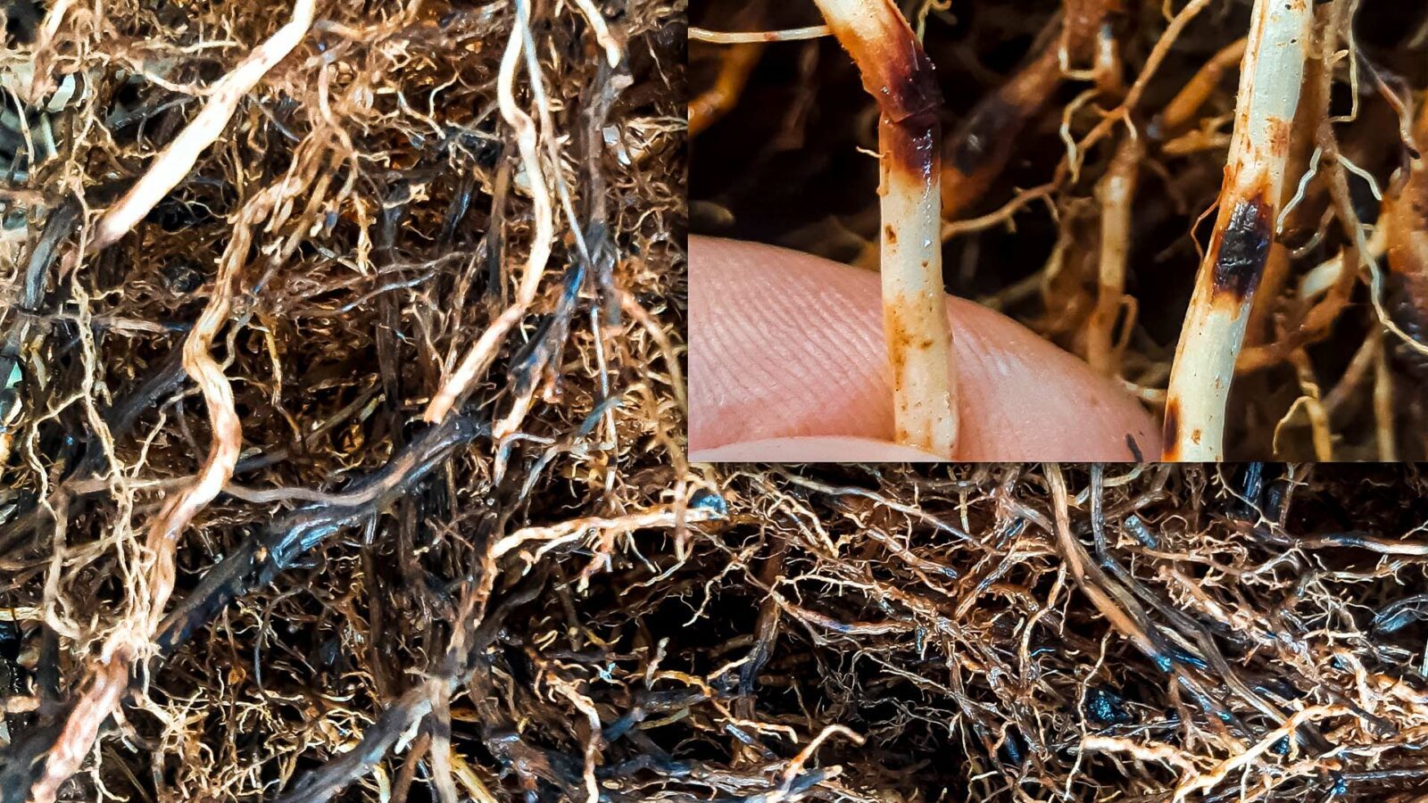 Imagem ampliada da raiz necrosada de uma cana de açúcar 