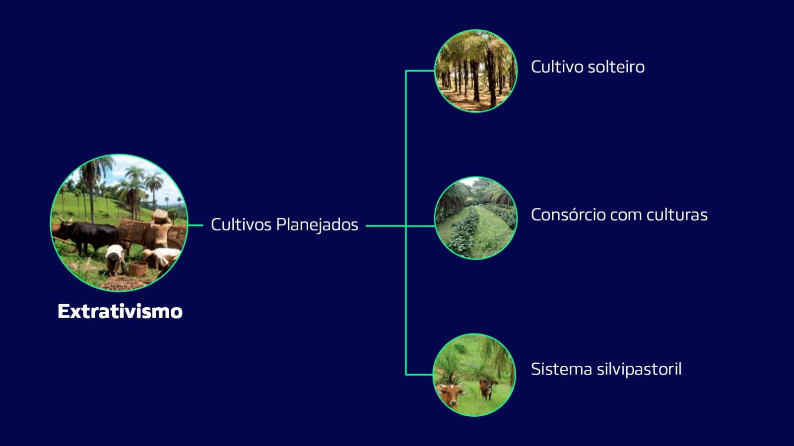 Imagem mostra formas de exploração da macaúba, sendo eles o uso do extrativismo, como cultivo solteiro, consórcio com culturas e sistema silvipastoril