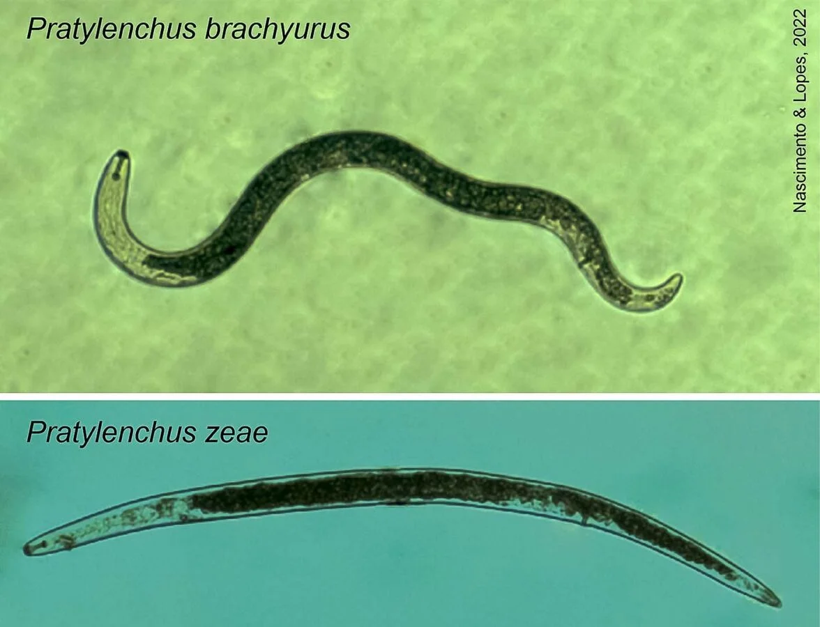 Visão microscópica de uma lesão de nematoides, sendo elas pratylenchus brachyurus e pratylenchus zeae