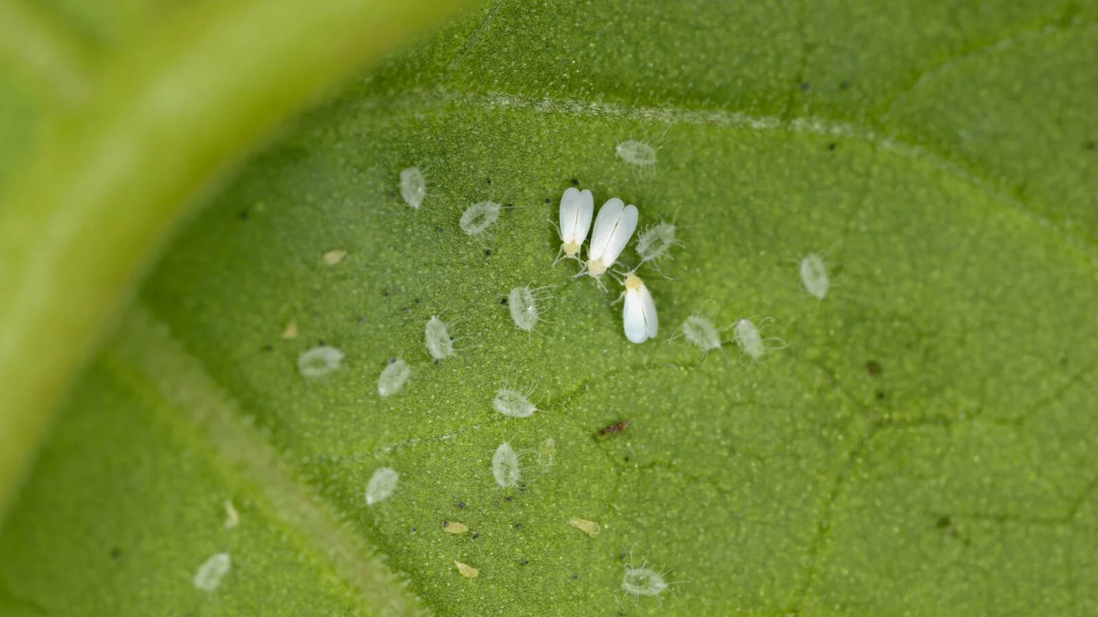 Diversas moscas brancas em cima de um cultivo verde