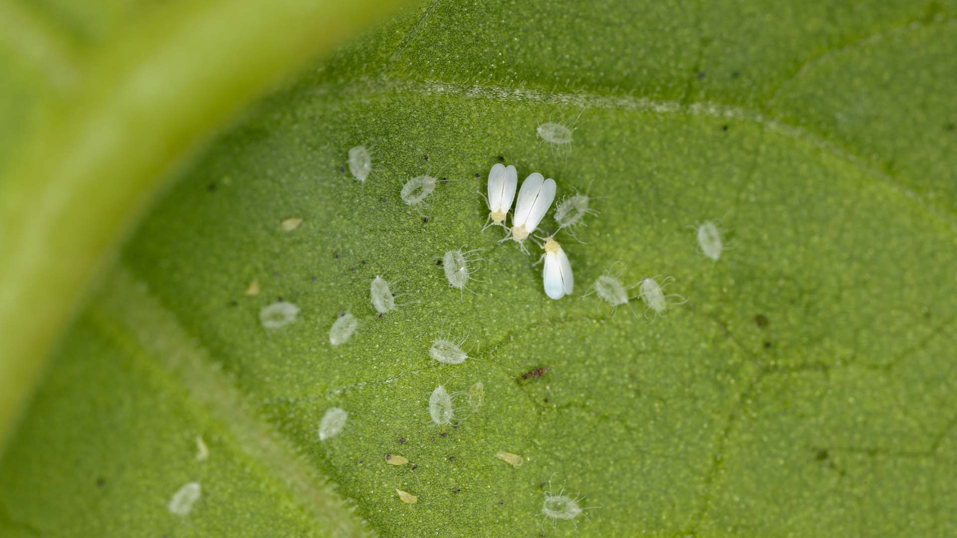 Diversas moscas brancas em cima de um cultivo verde