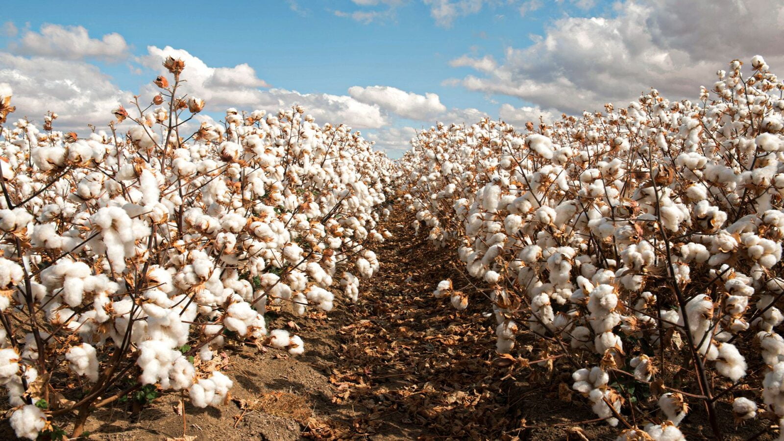 Cultivo de plantação de algodão