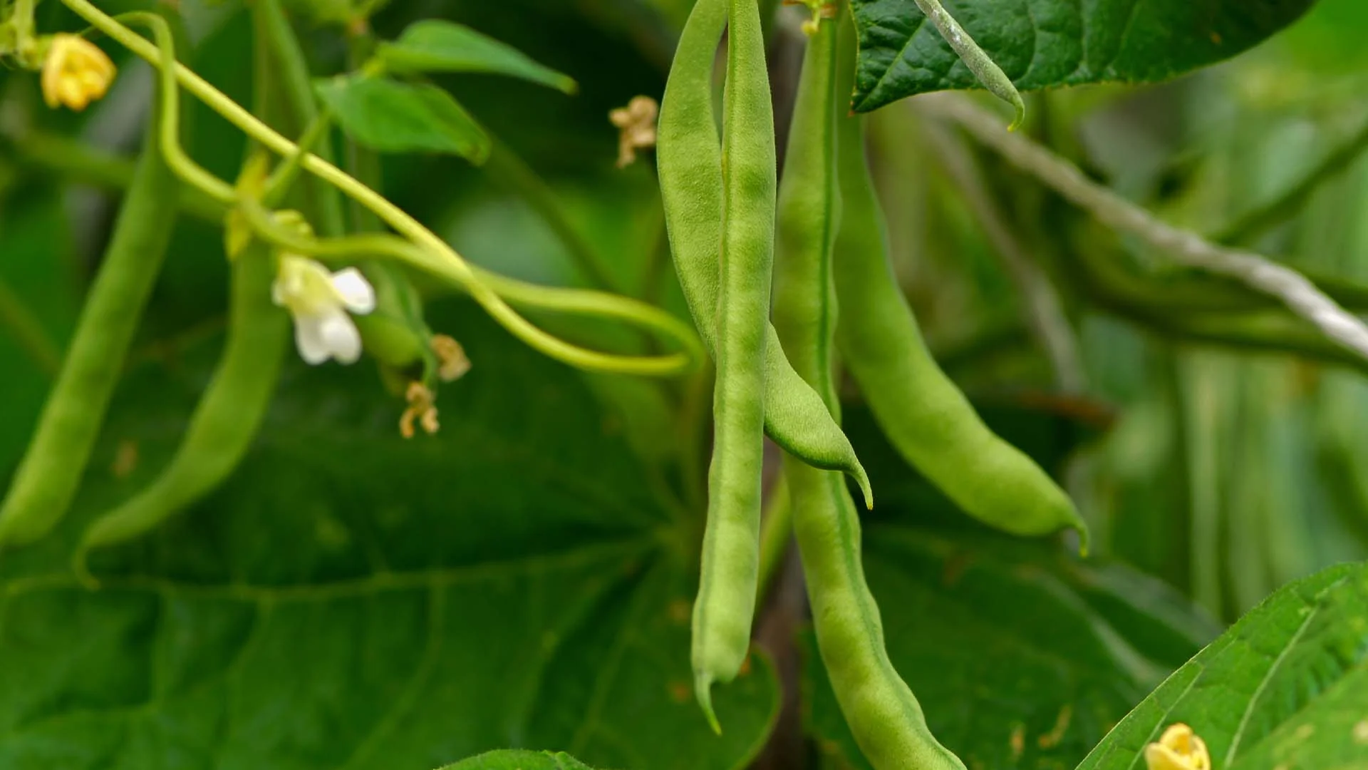 Vagem do feijão em uma plantação