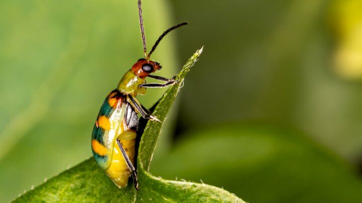 Espécie de inseto vaquinha em cima de uma folha verde