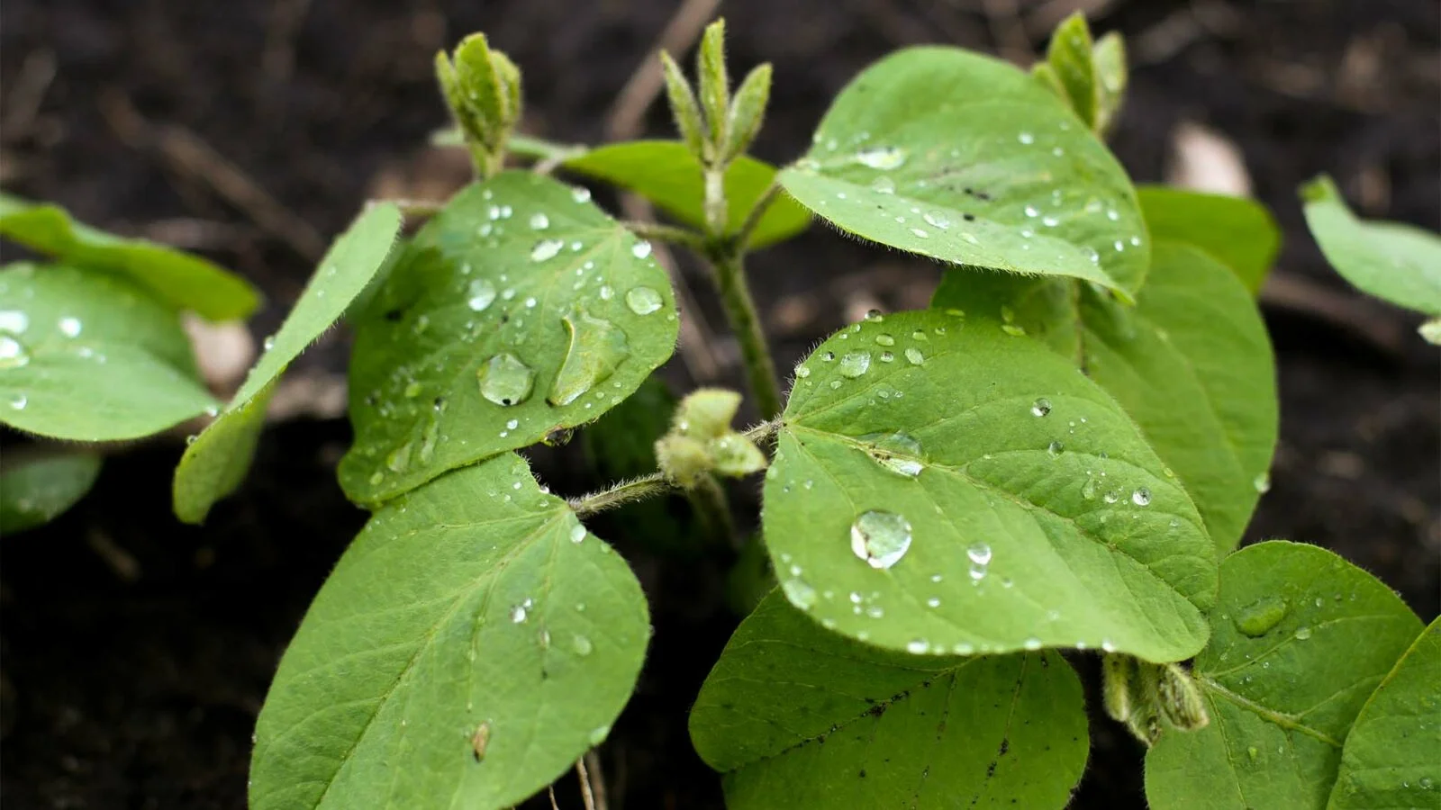 Adjuvante emulsificante