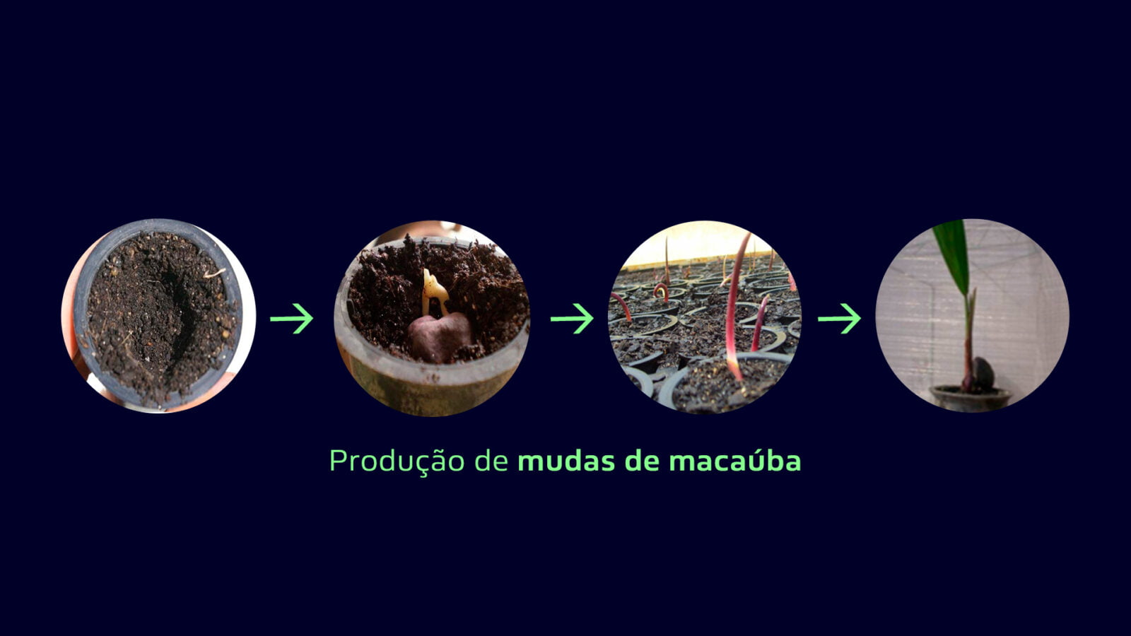 Figura 3. Etapas de pré-viveiro na produção de mudas de macaúba, incluindo da semeadura nos tubetes até a fase ideal para transplantio. Fonte: REMAPE 