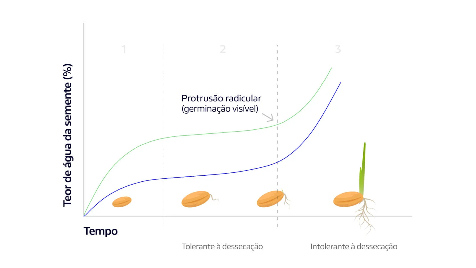 Padrão trifásico de absorção de água pelas sementes durante a germinação (Imagem: Daniel Pinheiro)