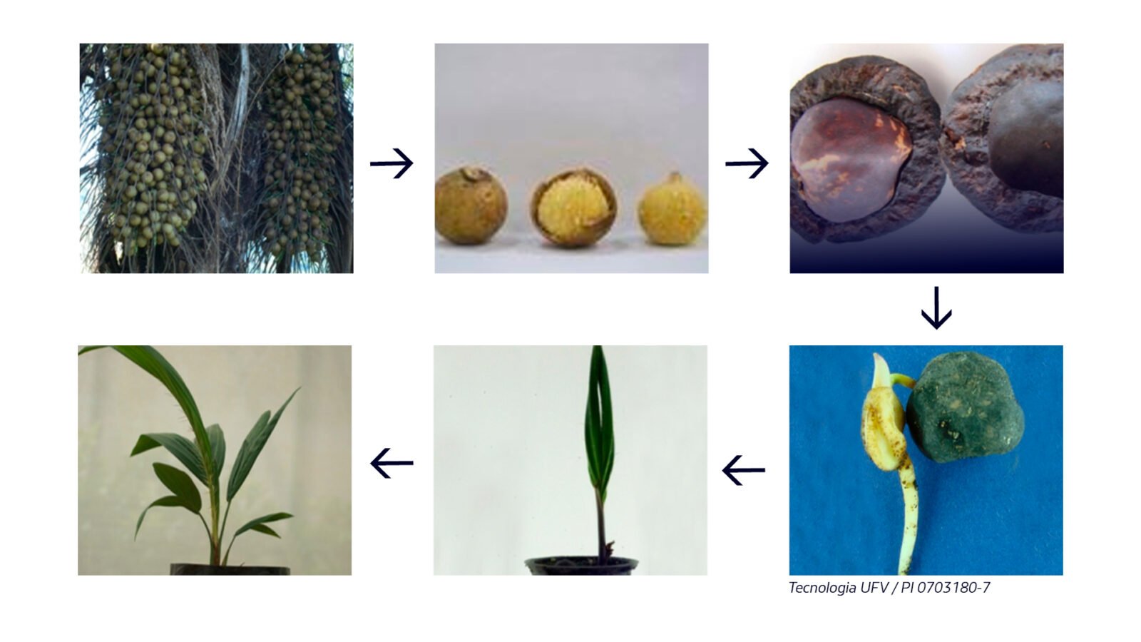 Figura 2. Sequencia para obtenção de sementes de macaúba pré-germinadas e fases em pré-viveiro e viveiro. Fonte: REMAPE 
