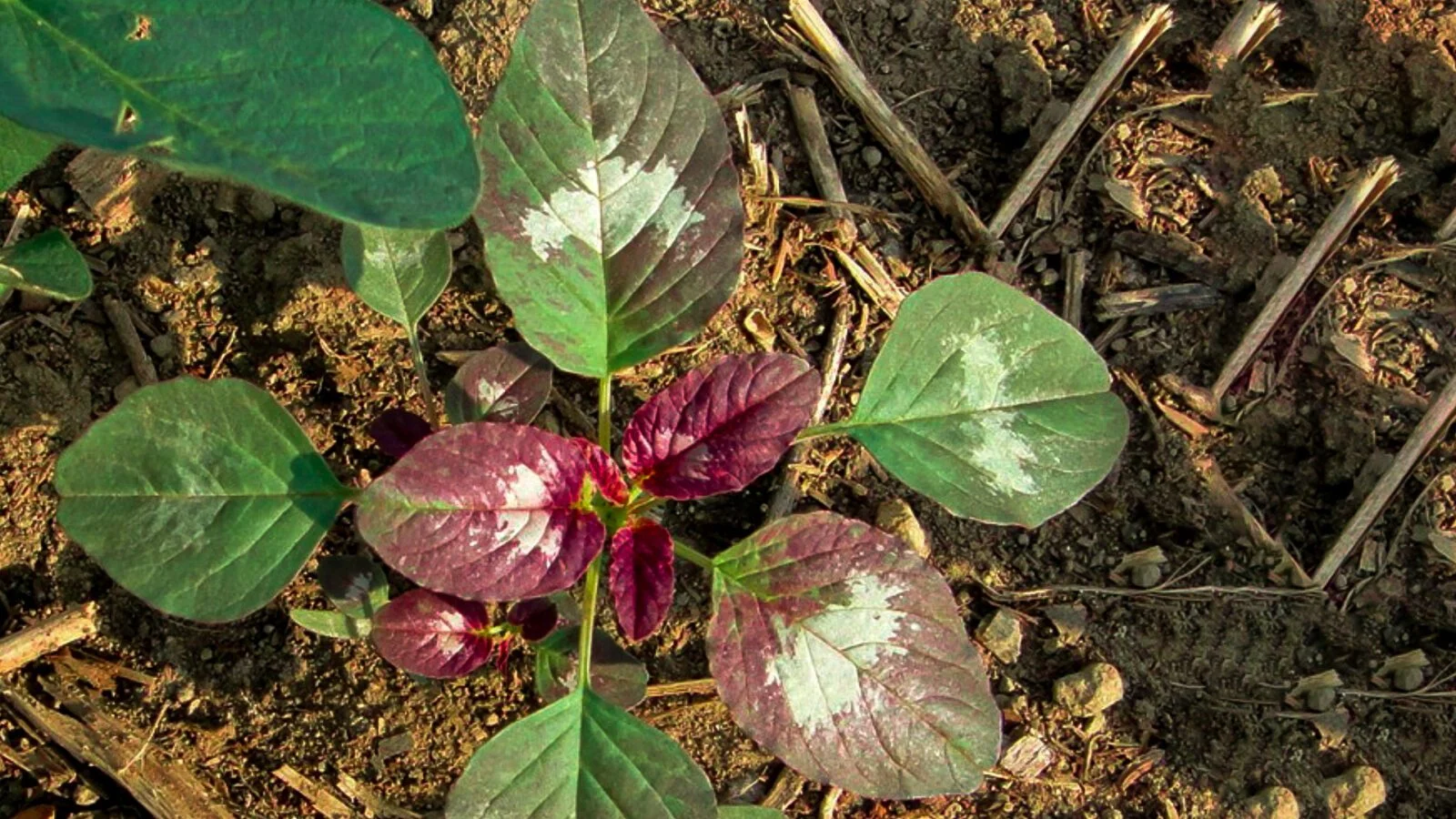 Aspecto da folha de Amaranthus palmeri