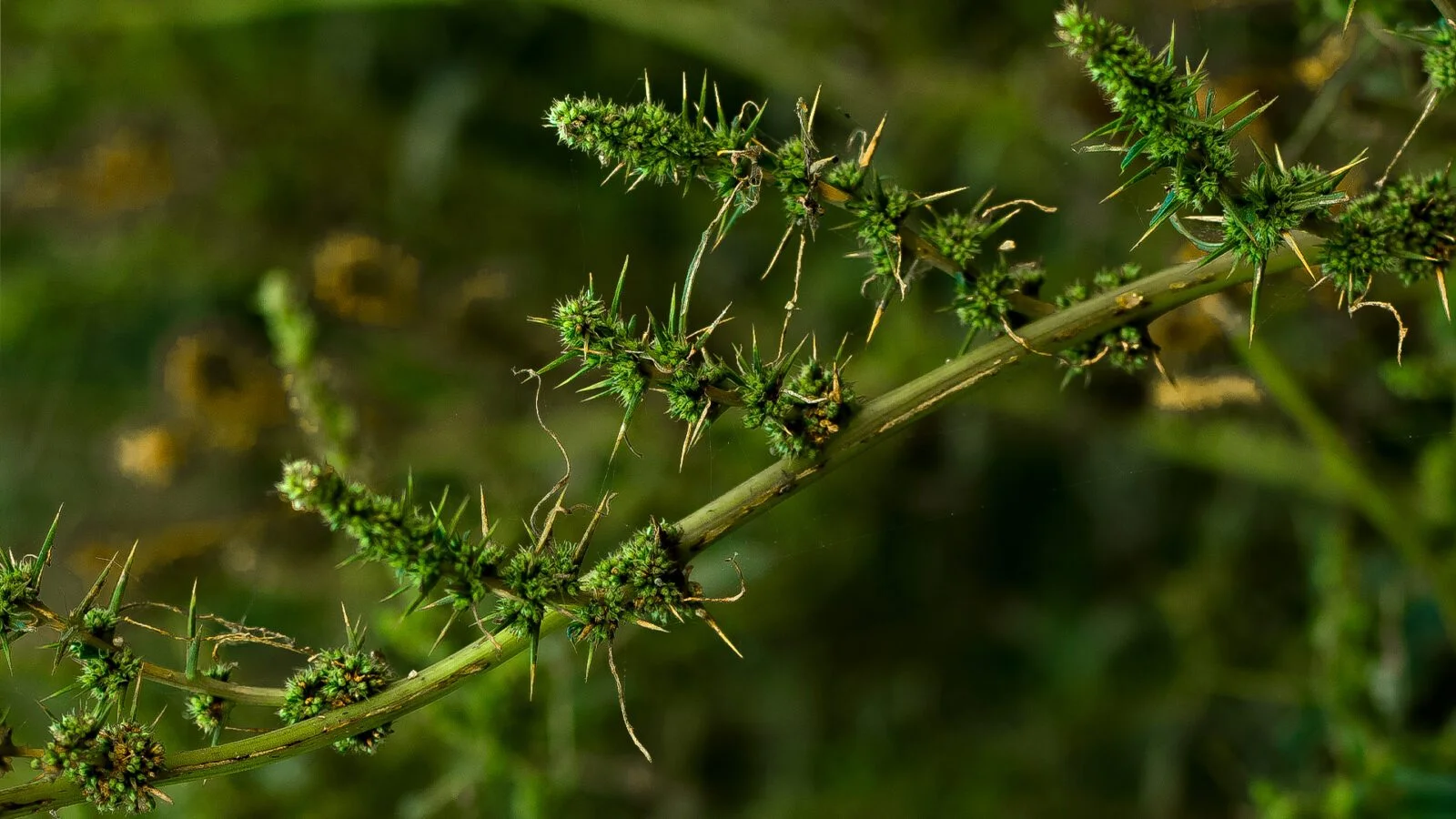 Caruru Amaranthus Palmeri