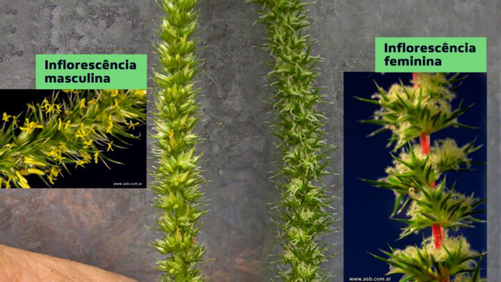 Inflorescência masculina e feminina do Caruru Amaranthus Palmeri