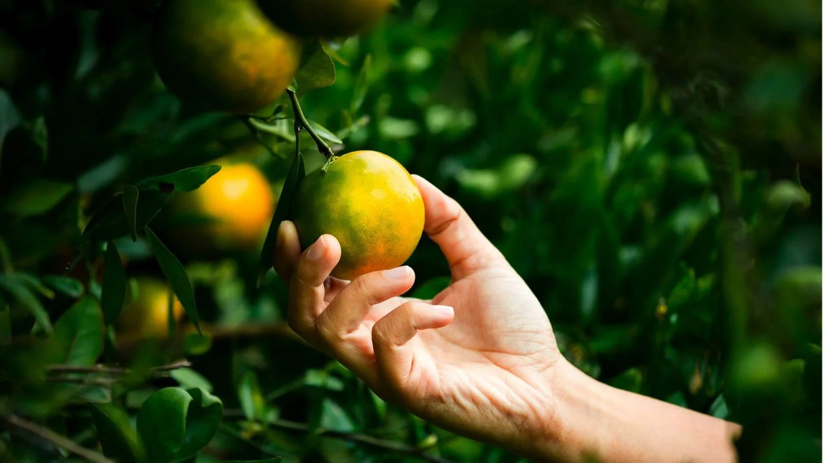 Laranja pera no pomar