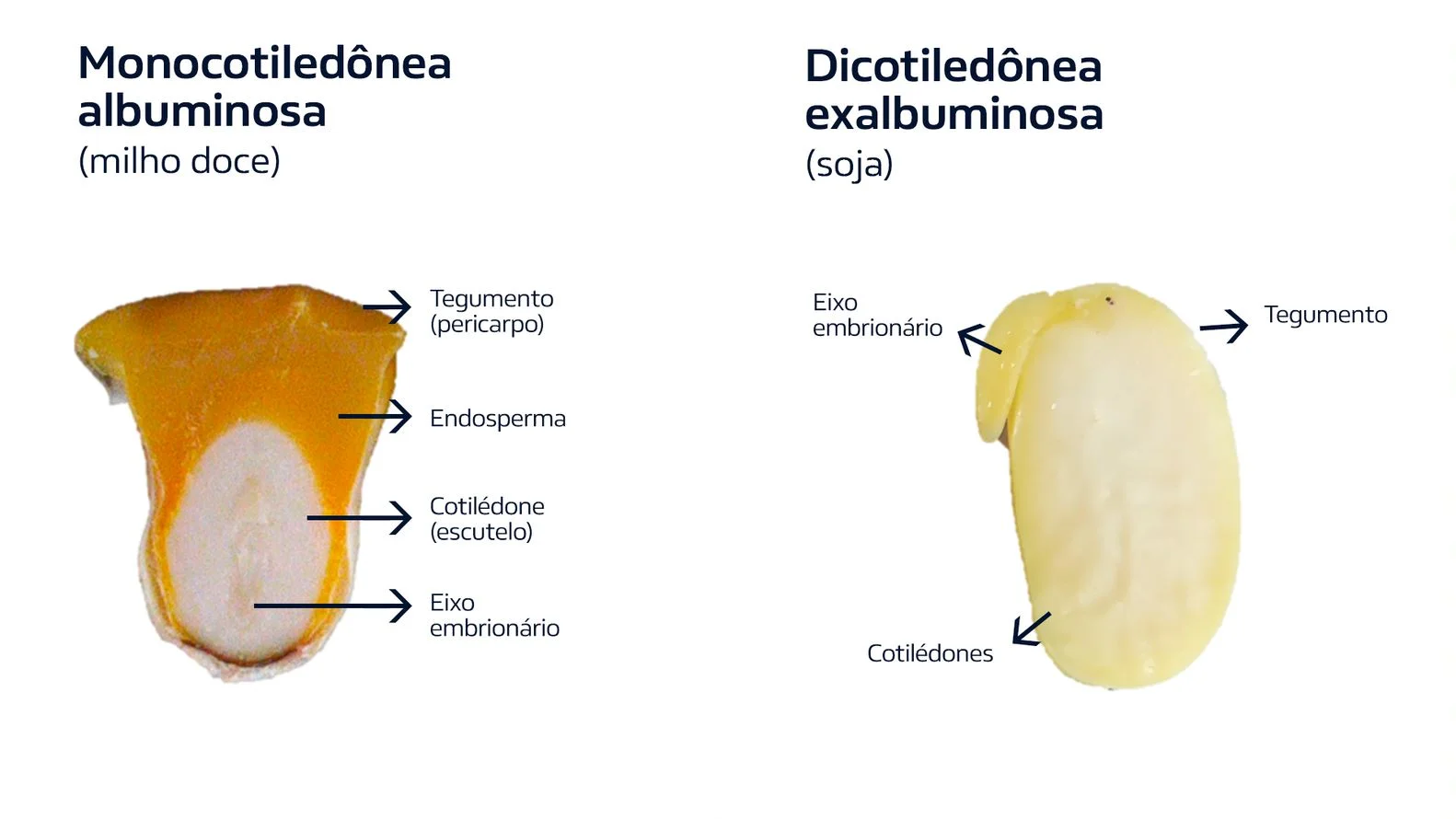 Monocotiledônea e Dicotiledônea