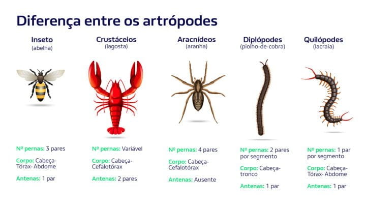 Diferença entre insetos e artropodes