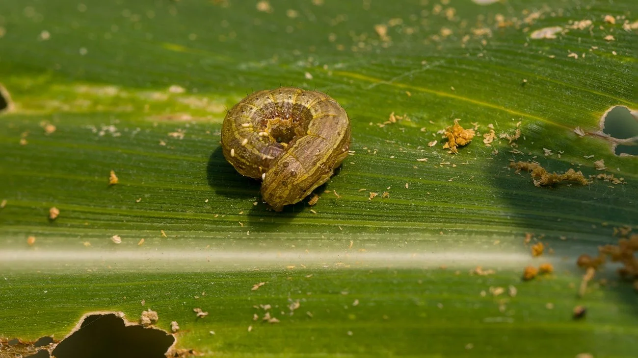 Lagarta spodoptera