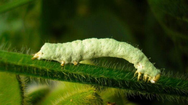 Fungo Nomuraea rileyi atuando na larva