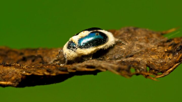 Fungo entomopatogênico